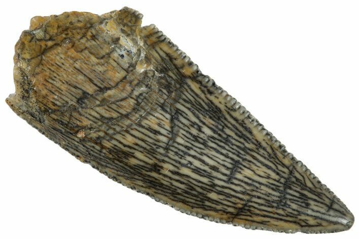 Serrated, Raptor Tooth - Real Dinosaur Tooth #260991